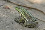 Marsh Frog   Rana ridibunda