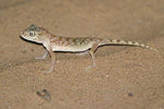 Middle Eastern Short-fingered Gecko   