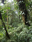 Monteverde    