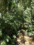 Monteverde    