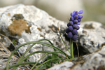 Grape Hyacinth    Muscari racemosum