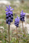 Grape Hyacinth    