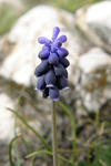 Grape Hyacinth    Muscari racemosum