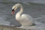 Mute Swan   