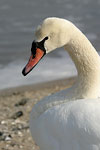 Mute Swan   Cygnus olor