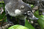 White-nosed Coati    