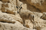 Nubian Ibex   