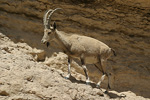 Nubian Ibex   