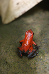 Strawberry Poison Frog    Oophaga pumilio