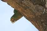 Orange-fronted Parakeet    Aratinga canicularis