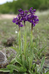 Green-winged Orchid    