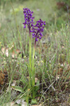 Green-winged Orchid    