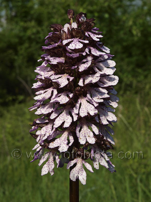      Orchis purpurea