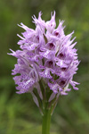 Three-toothed Orchid    Orchis tridentata
