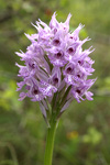 Three-toothed Orchid    