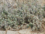 Cottonweed    Otanthus maritimus