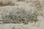 Cottonweed    Otanthus maritimus