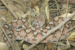     Echis coloratus