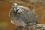 Palm Dove   Streptopelia senegalensis