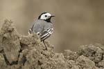 Pied Wagtail   