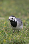 Pied Wagtail   