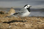  Pied Wagtail   