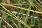 White-legged Damselfly    Platycnemis pennipes