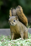 Poas Squirrel    