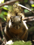 Poas Squirrel    