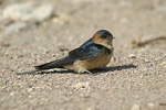 Red-rumped Swallow   Hirundo daurica