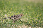 Red-throated Pipit    