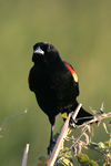 Red-winged Blackbird    