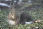Red Squirrel   