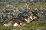 Reindeer    Rangifer tarandus 