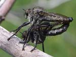 Robber Fly   