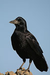 Rook   Corvus frugilegus