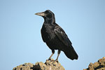 Посевна врана   Corvus frugilegus