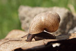 Round-mouthed Snail   
