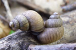 Round-mouthed Snail   