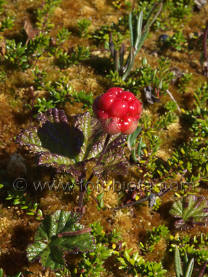  ()     Rubus chamaemorus