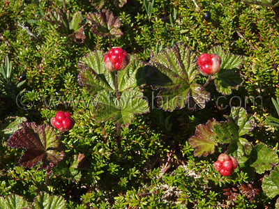  ()     Rubus chamaemorus