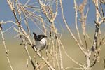 Sardinian Warbler   Sylvia melanocephala