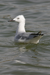 Slender-billed Gull   Larus genei