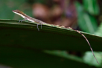 Slender Anole    Norops limifrons