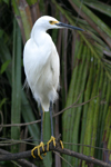 Snowy Egret    