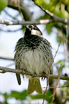 Spanish Sparrow   Passer hispaniolensis