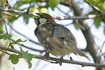 Spanish Sparrow   Passer hispaniolensis