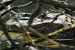  ()     Caiman crocodilus