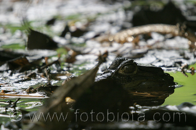  ()     Caiman crocodilus