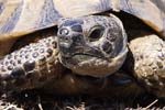 Spur-thighed Tortoise   
